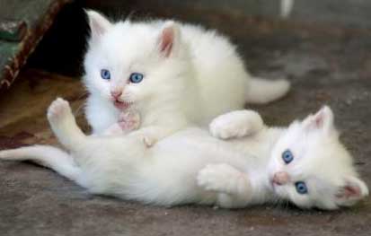 Two Blue Eyed Turkish Van Kittens Playing