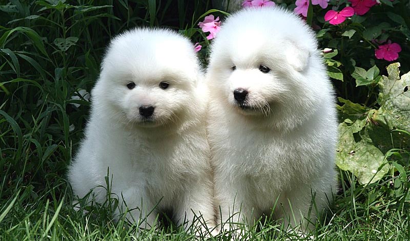 Two Cute Fluffy Samoyed Puppies Sitting In Lawn