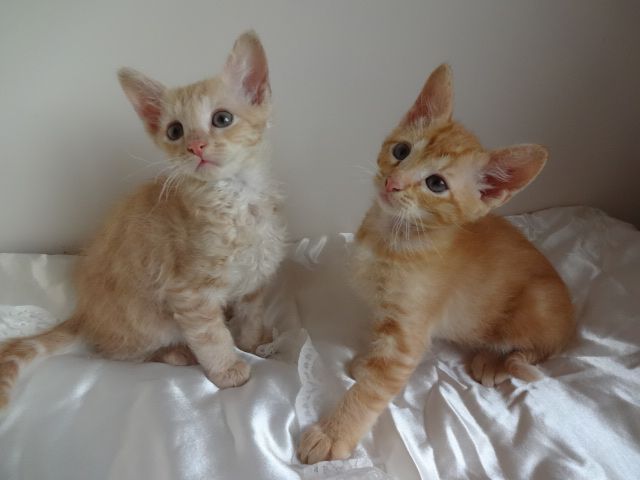 Two Cute Laperm Kittens Looking Up