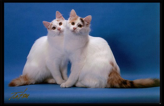 Two Cute Turkish Van Cats