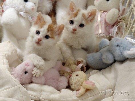 Two Cute Turkish Van Kittens Playing With Soft Toys