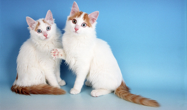 Two Cute Turkish Van Kittens