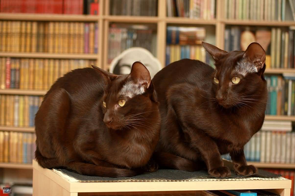 Two Havana Brown Cats In Library