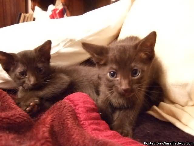 Two Havana Brown Kittens On Bed