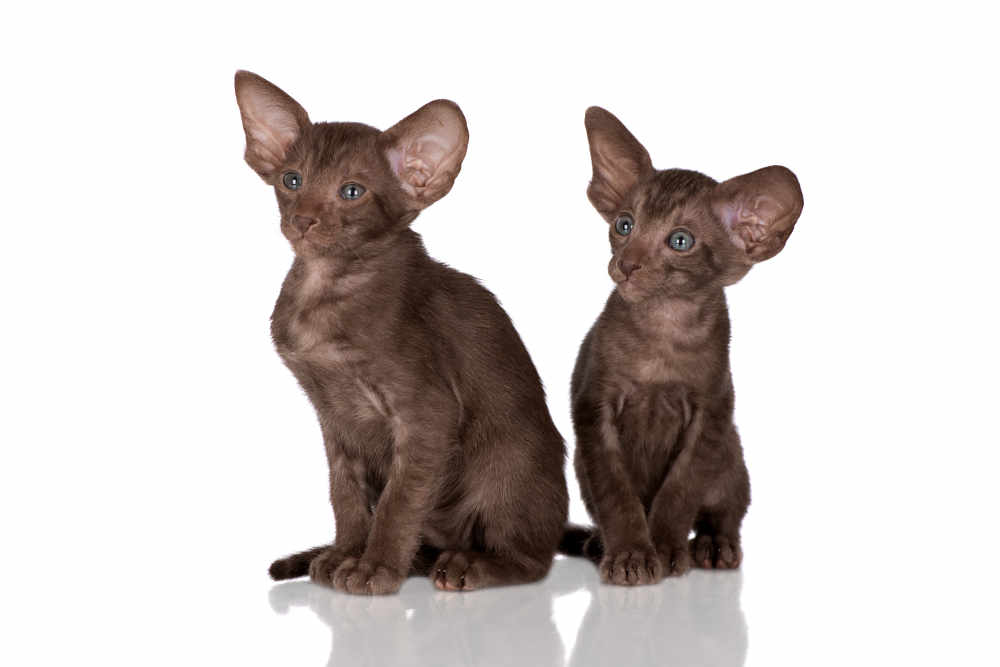 Two Havana Brown Kittens