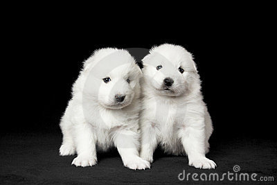 Two Little Samoyed Puppies Sitting
