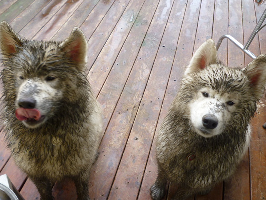 Two Samoyed Dogs Covered With Mud