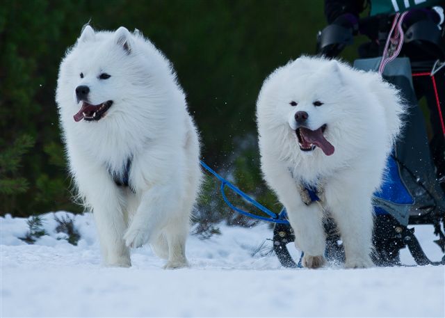 Two Samoyed Dogs Running On Snow