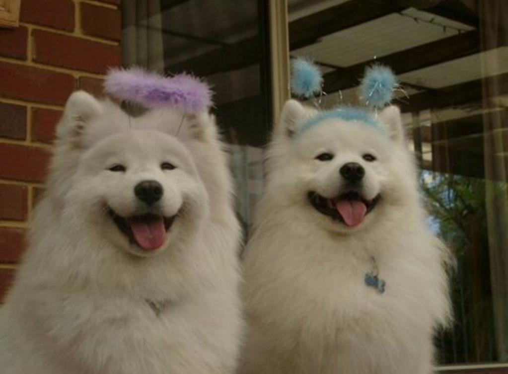 Two Samoyed Dogs Wearing Hair Clips