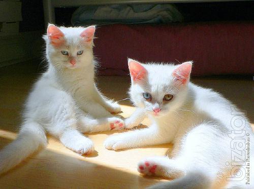Two Turkish Van Kittens Picture