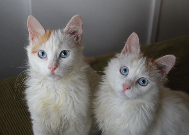 Two White Turkish Van Cats With Blue Eyes Looking Up