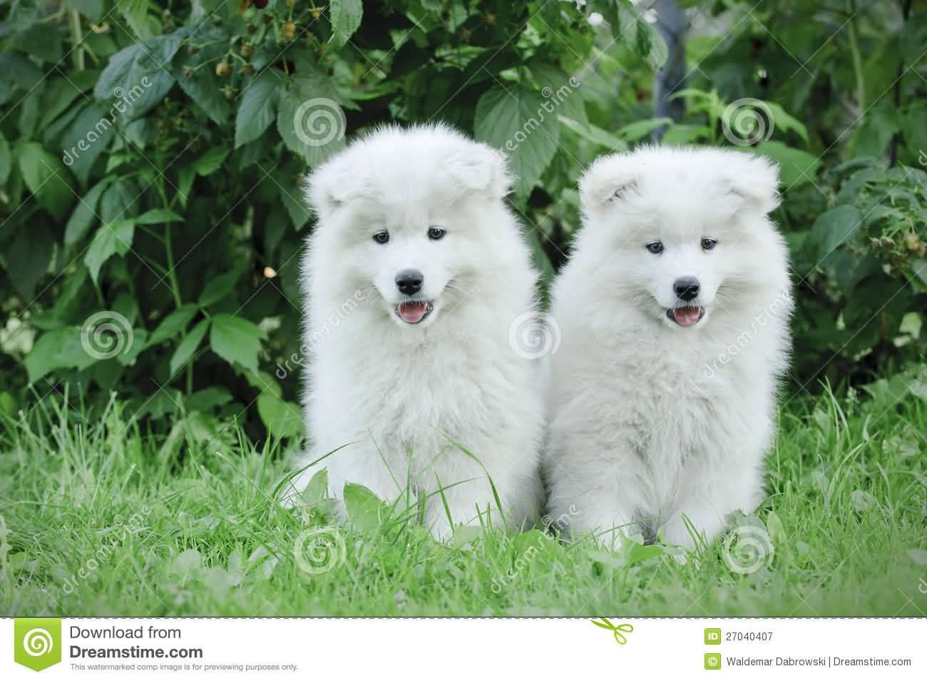 Two Young Samoyed Puppies In Garden