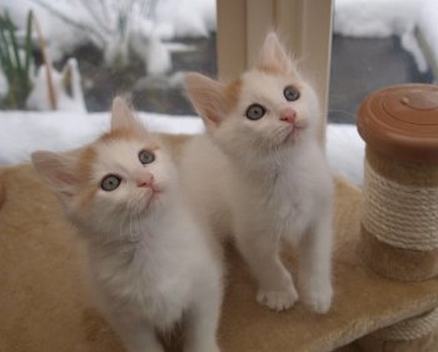 Very Cute Two Turkish Van Kittens Looking Up