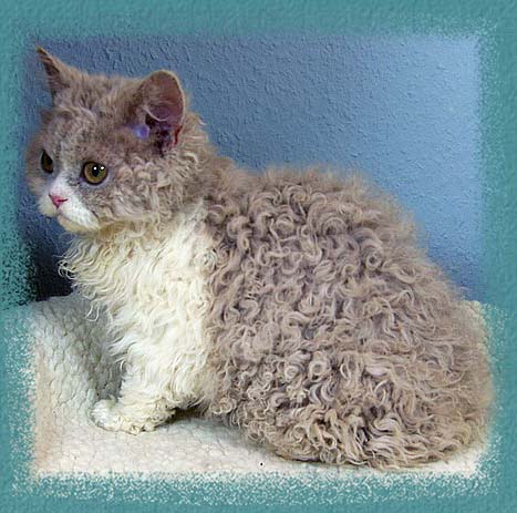 White And Gray Curly Hair Laperm Kitten