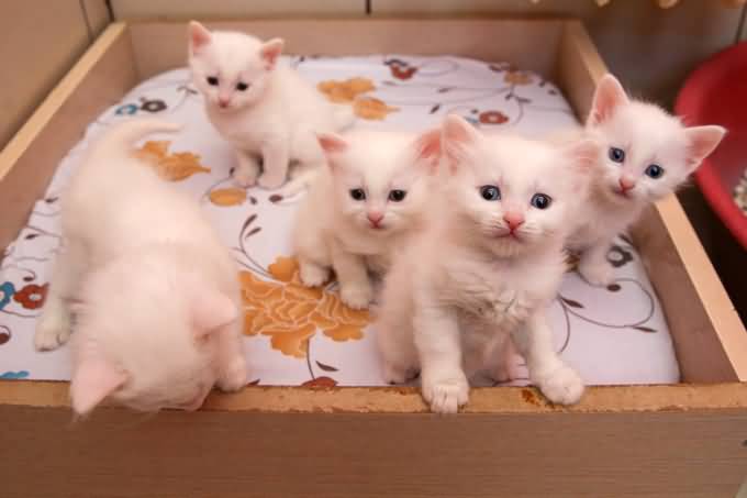 White Beautiful Group Of Turkish Van Kittens
