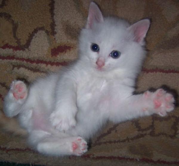 White Cute Playful Turkish Van Kitten