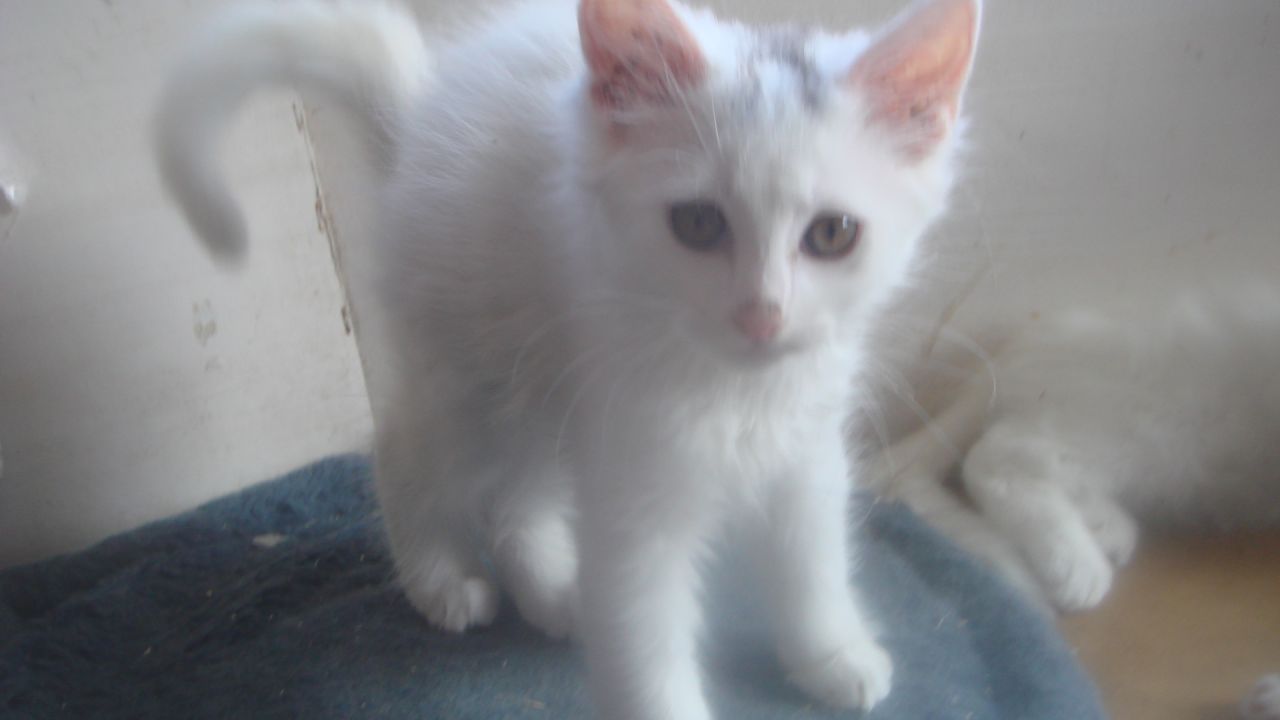 White Cute Turkish Van Kitten