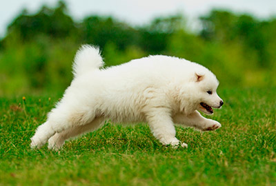 White Fluffy Samoyed Puppy Running On Grass