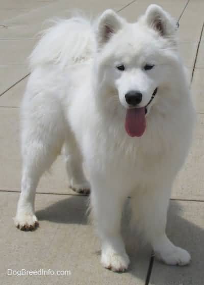White Full Grown Male Samoyed Dog