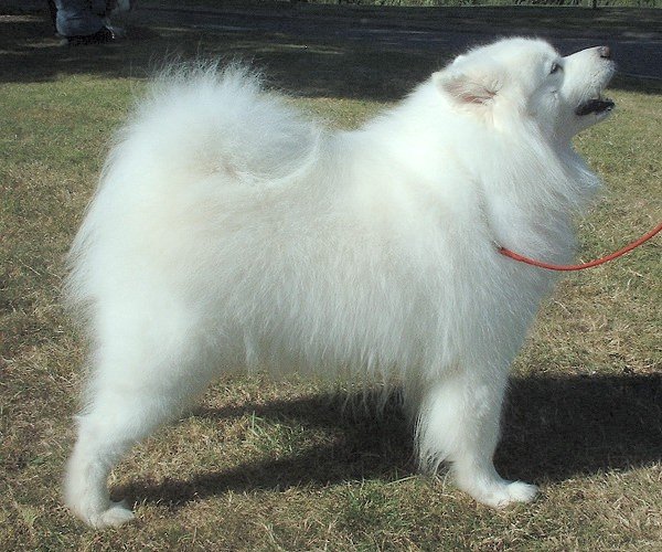 White Full Grown Samoyed Dog Picture