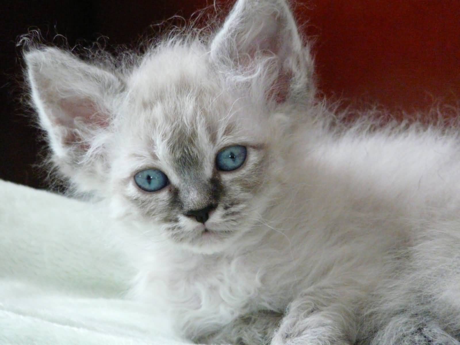 White Long Hair Laperm Kitten With Blue Eyes