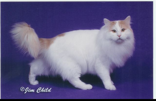White Long Hair Turkish Van Cat