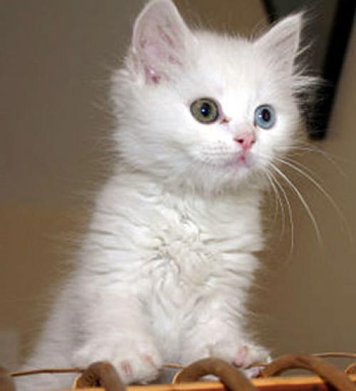 White Odd Eyed Turkish Van Kitten