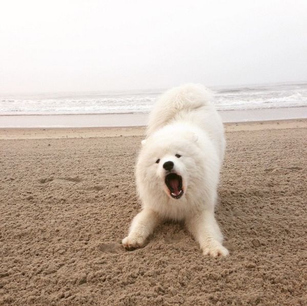 White Samoyed Dog In Playful Mood On Beach