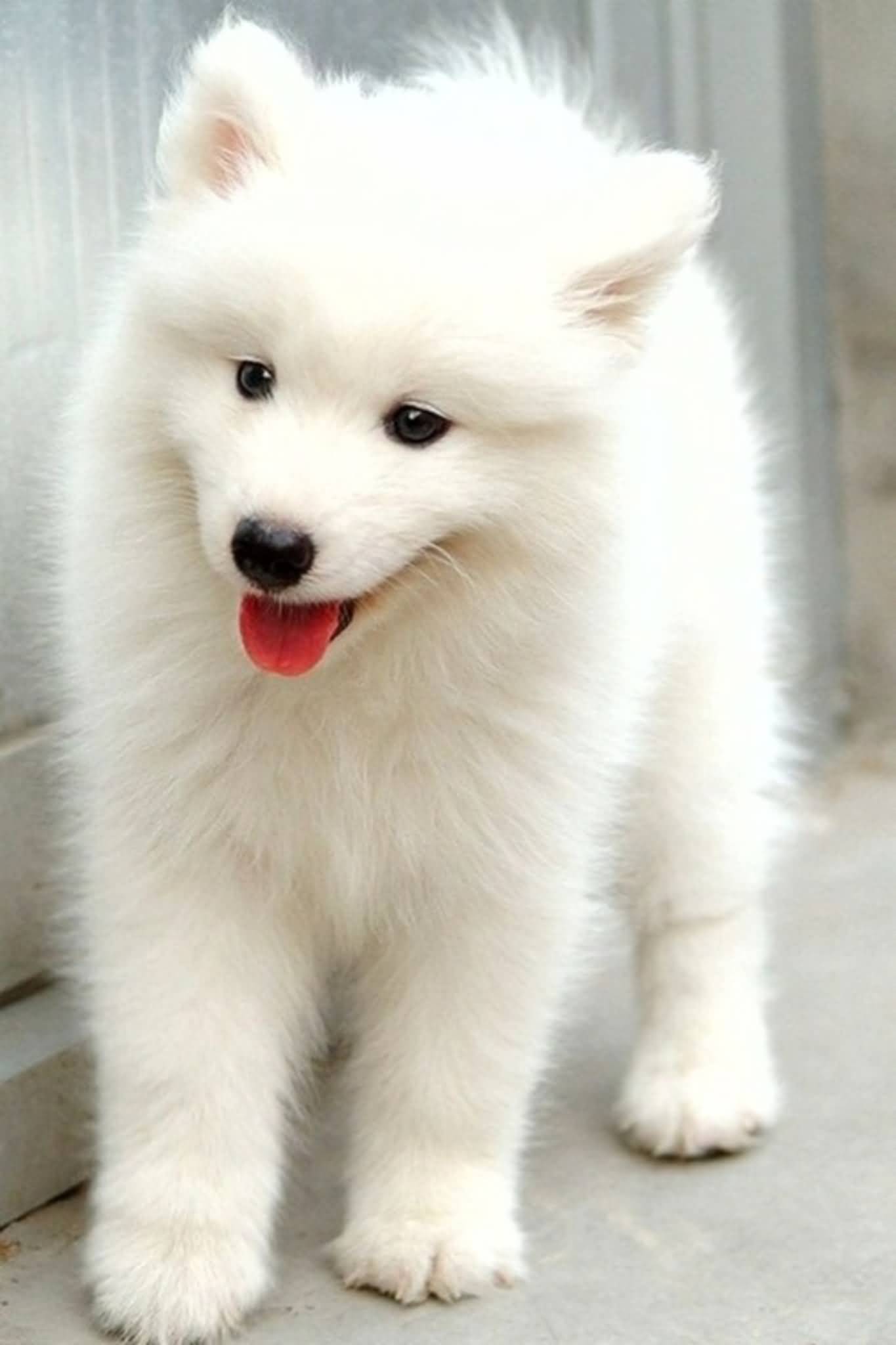 White Samoyed Puppy Picture