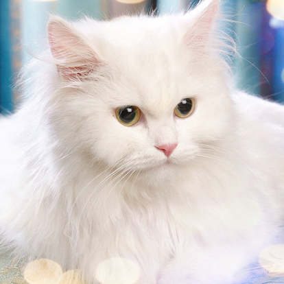 White Turkish Van Cat Face Picture