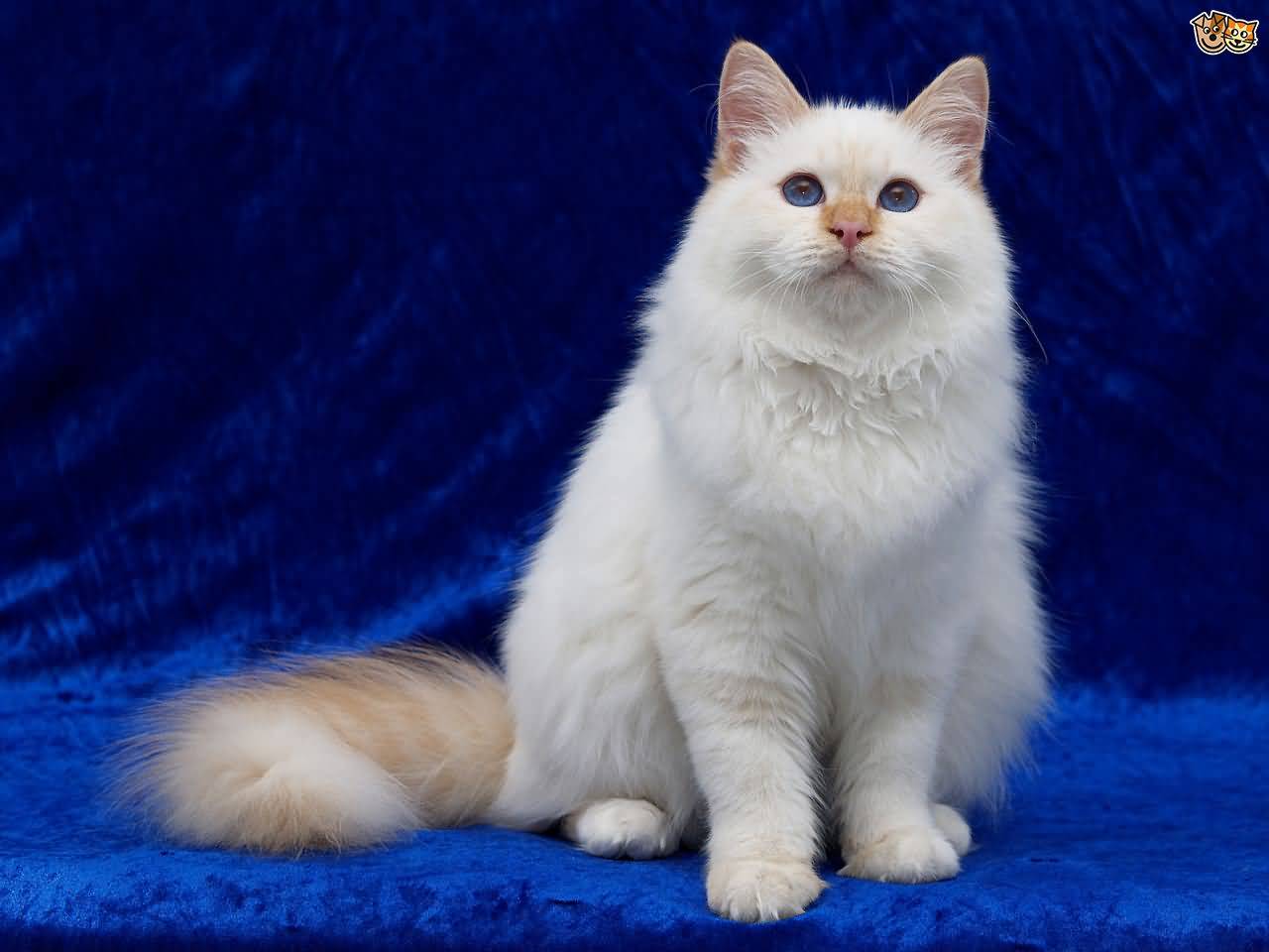 White Turkish Van Cat With Blue Eyes