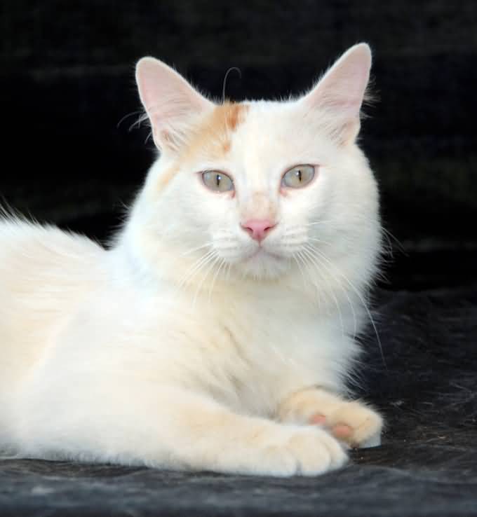 White Turkish Van Cat With Gray Eyes
