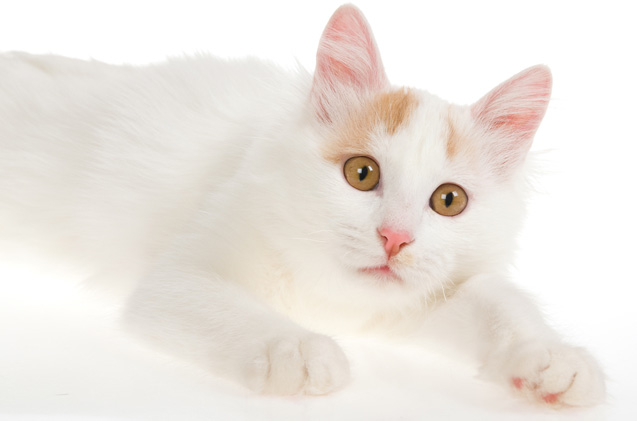 White Turkish Van Cat With Yellow Eyes