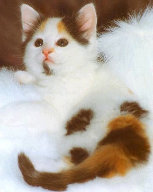 White Turkish Van Kitten With Brown Spots