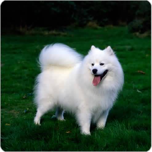 White Young Samoyed Dog