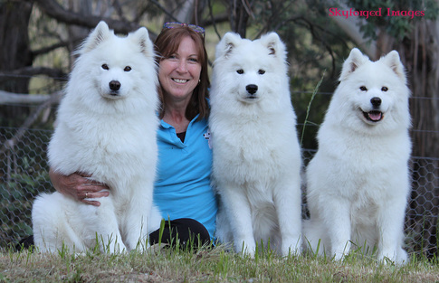 Woman With Three Samoyed Dogs