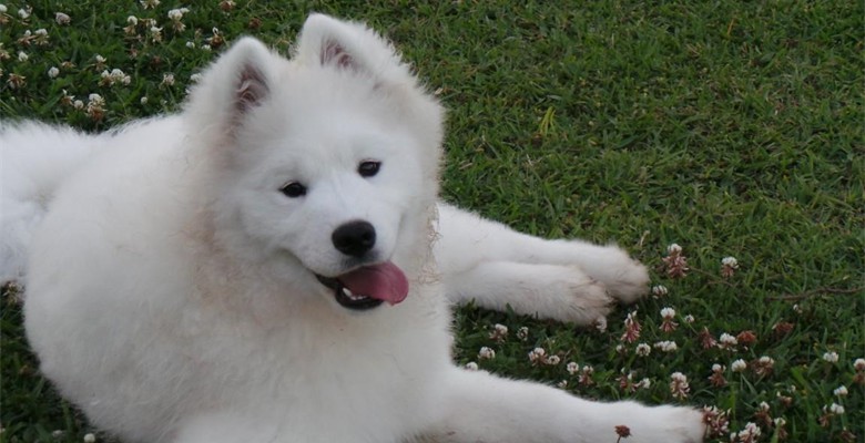 Young Samoyed Dog Looking At Camera While Sitting On grass