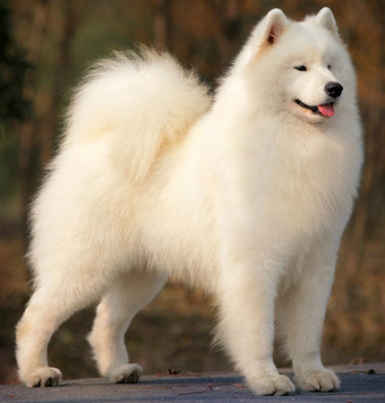 Young Samoyed Dog Picture