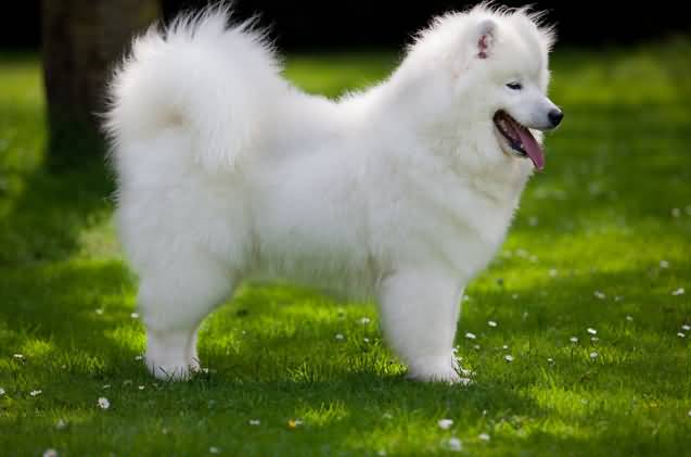 Young Samoyed Dog Side View