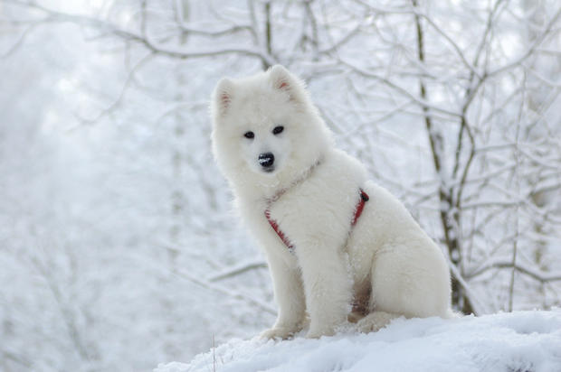 Young Samoyed Dog Sitting In Snow