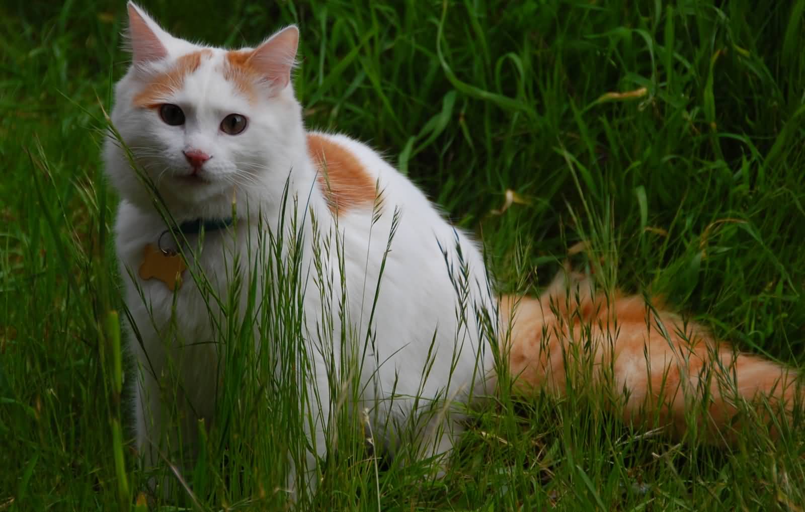 Young Turkish Van Cat In Grass