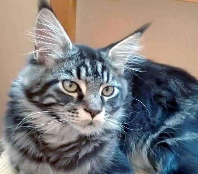 maine coon brown tabby blotched 6 months