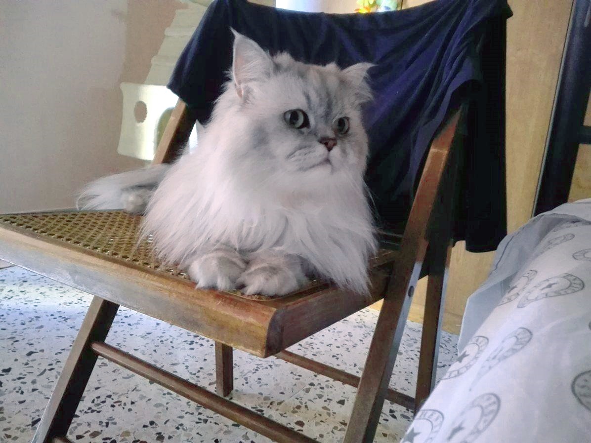 Persian cat Romeo
