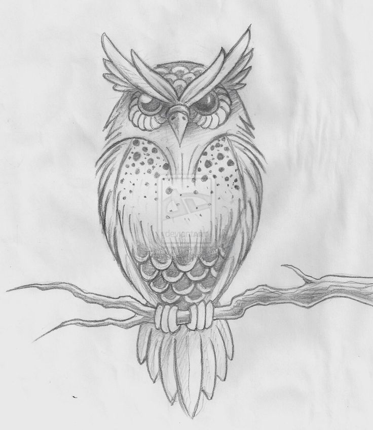 Grey Ink Owl On Branch Tattoo Design