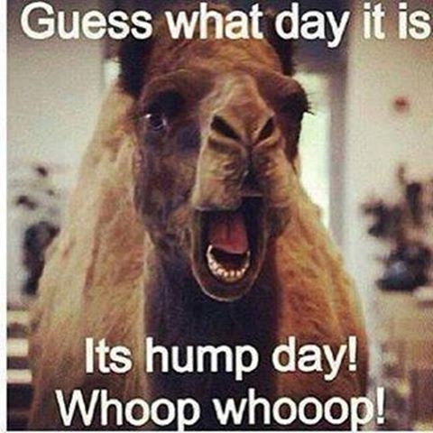 Guess What Day It Is Its Hump Day