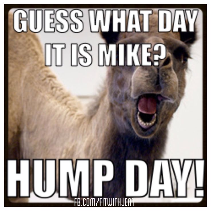 Guess What Day It Is Mike Hump Day