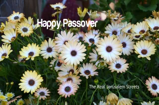 Happy Passover Flowers In Background