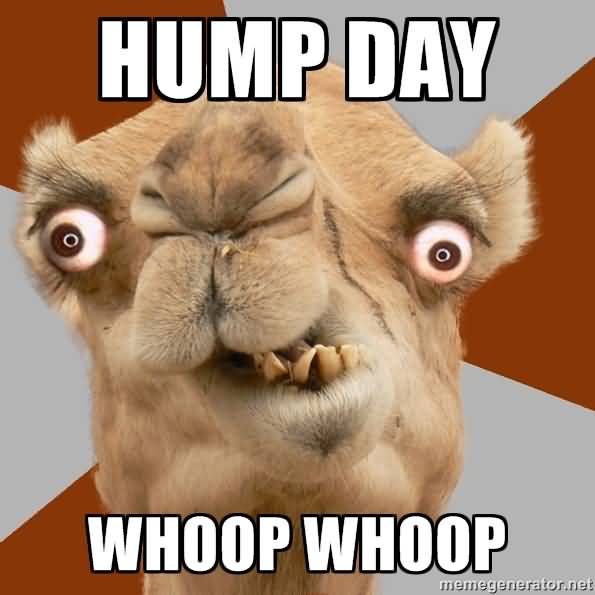 Hump Day Funny Camel Face Picture