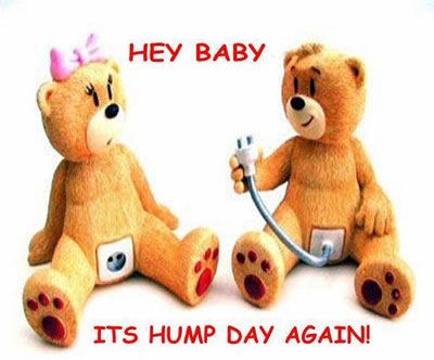 Its Hump Day Again Teddy Bears Couple