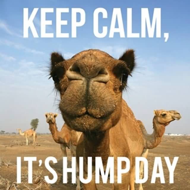 Image result for hump day camel